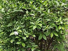 -故乡缘·香格里拉山庄(冷竹路店)