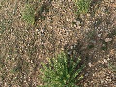 景点-希拉穆仁草原