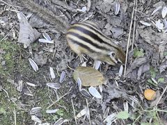 -五营红松林海景区