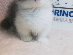 -十年猫舍·猫咪专门店(普陀店)