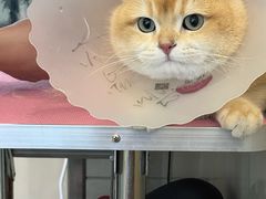 -北京观赏动物医院·24小时大型综合·猫专科·异宠专科