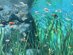 -上海海洋水族馆
