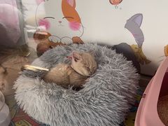 -糯米喵星人总部直营旗舰店·猫舍·幼猫出售