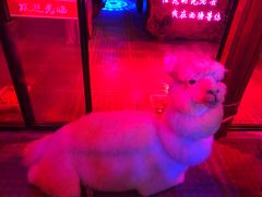 -西塘人家•黑金冠本地好店