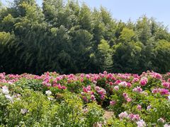 -洛阳市隋唐城遗址植物园