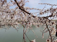 -大兴滨河森林公园