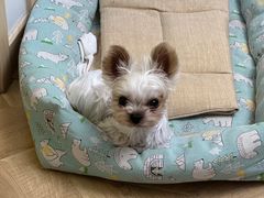 -FAELING PETS美天灵宠物(合生汇店)