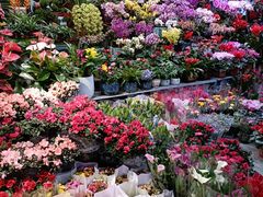 -大自然花鸟鱼虫市场