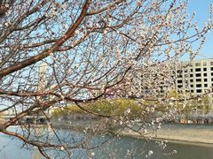 -桃花堤公园