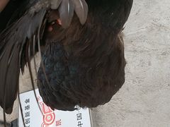 -马陆小张葡萄园农家乐