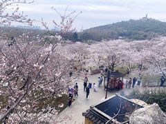 -苏州上方山国家森林公园