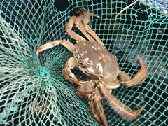 -乡乐园蟹庄·阳澄湖农家乐