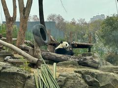 -武汉动物园