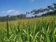 -上海长兴岛郊野公园