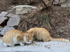 -崂山九水游览区
