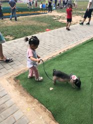 -上美四季动物农场