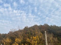 -千年银杏谷文化旅游区