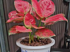 -阿伟海鲜楼·福建菜(涵江店)