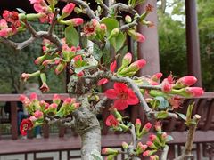 -成都杜甫草堂博物馆