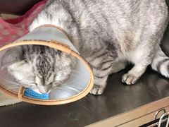 -创凡宠物医院·骨专科  猫科中心(西乡分院)