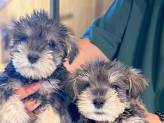 -翊宠yipet猫狗购宠庄园犬舍•猫舍