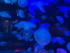 -太平洋海底世界