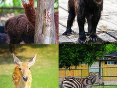 -常州淹城野生动物世界