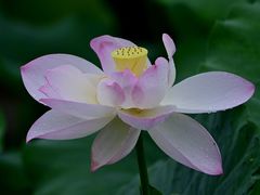 -四川大学(华西校区)