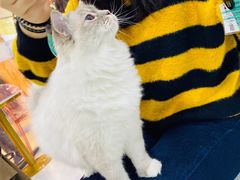 -糯米喵星人·撸猫猫舍咖啡馆(西市场嘉华店)