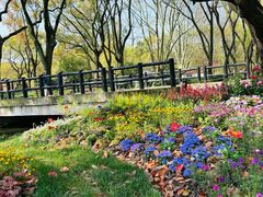 -上海共青森林公园