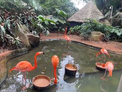 -海南热带野生动植物园