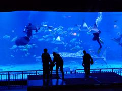 -烟台海昌鲸鲨海洋公园