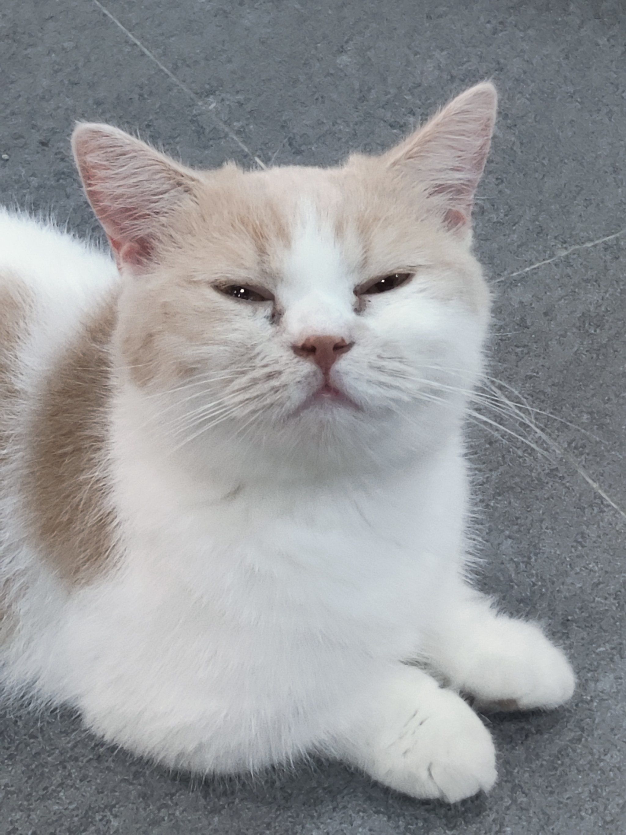 谁家小猫眯眯眼呀