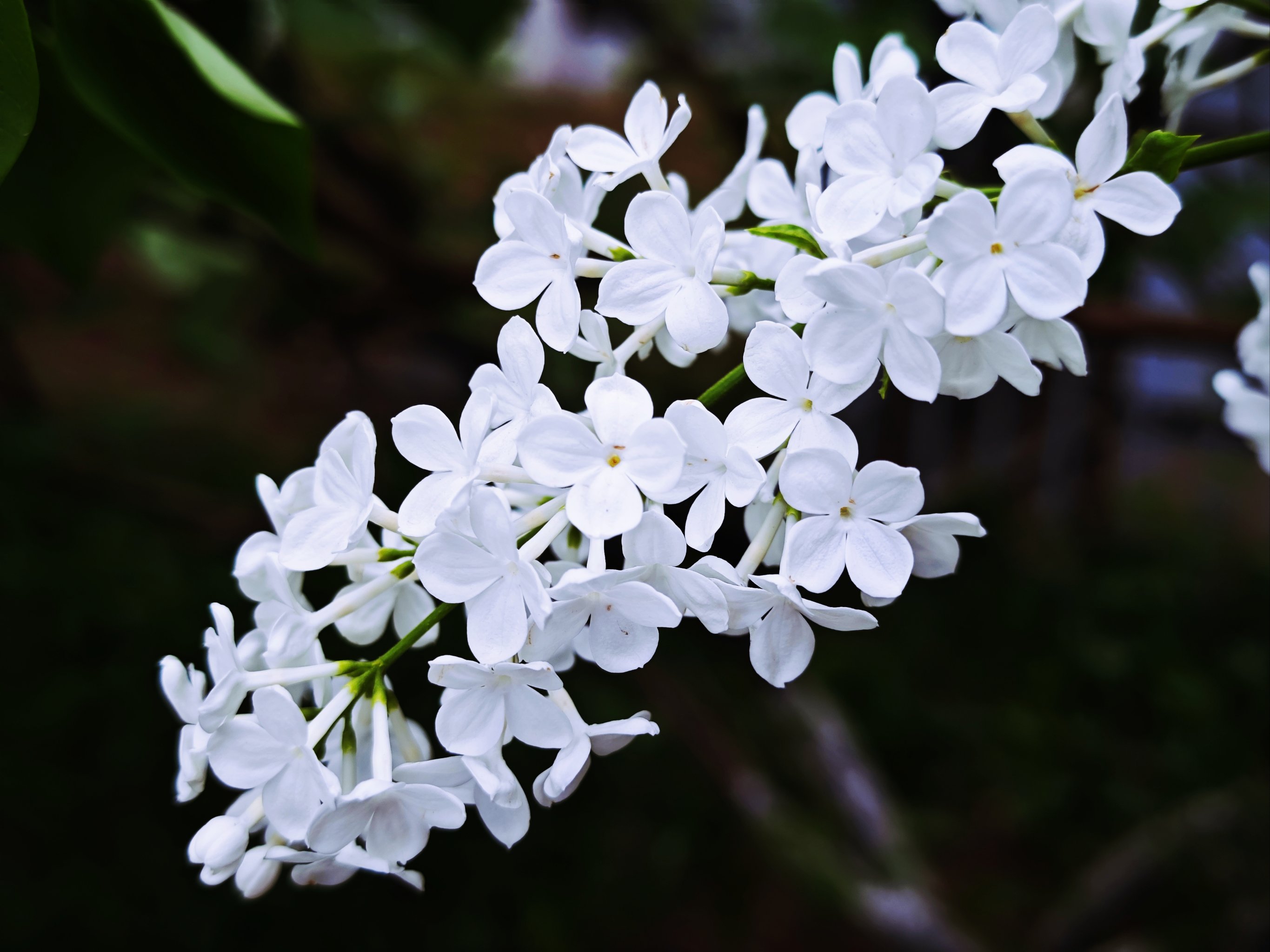 丁香花的样子具体描写图片