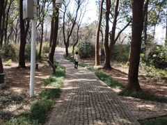-苏州上方山国家森林公园