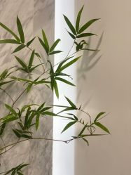 -德绣·机器野生眉发际线·美瞳线半永久