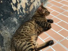 -猫咪博物馆(顶澳仔猫街店)