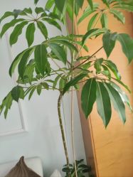 -HEYAN荷妍专业脱毛连锁机构