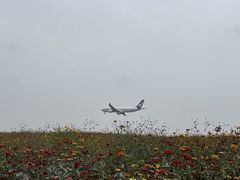 -空港花田景区