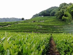 -全乐鱼馆·淳牌有机鱼直营店
