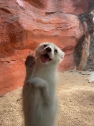 -Zoolung Zoolung动物主题公园(海信广场店)