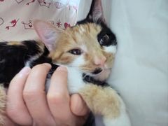 -爱妮康宠物医院·干细胞免疫细胞·肿瘤·心脏(张江店)