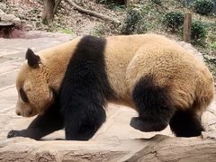 -中国大熊猫保护研究中心雅安碧峰峡基地
