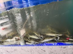 -一号码头蒸汽海鲜自助