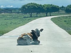 -御道口草原森林风景区