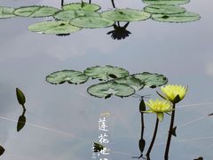 -莲花池公园