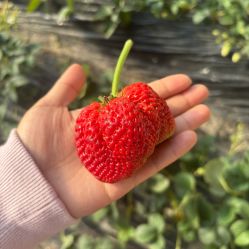 -蓝呗呗蓝莓草莓采摘园(通州区马驹桥店)