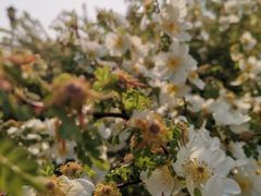 -永定河休闲森林公园