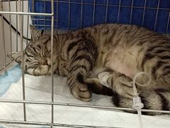 -美联众合动物医院·24h京西诊疗中心