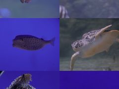 -江和美海洋公园